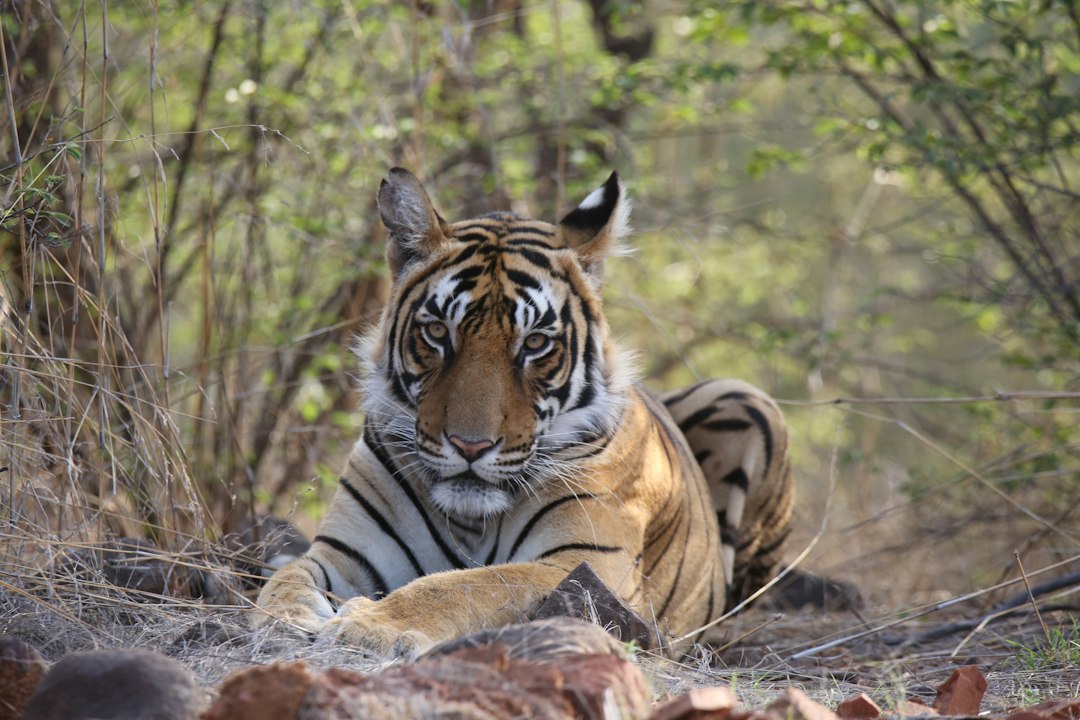 Jaipur - Ranthambore Tour Rajasthan tour